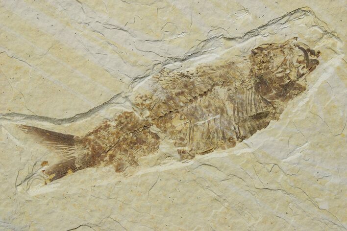 Fossil Fish (Knightia) - Green River Formation #237221